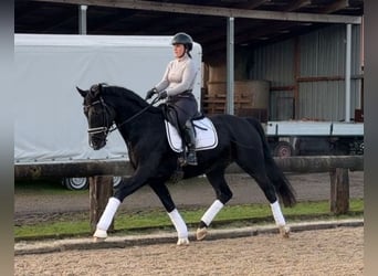 Mare 9 years