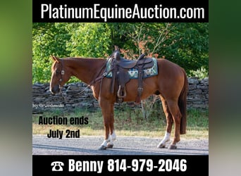 American Quarter Horse, Gelding, 14 years, 14.2 hh, Chestnut, in Everett PA,