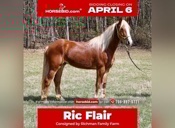 Draft Horse Mix, Gelding, 5 years, 16,1 hh, Sorrel, in Blairsville