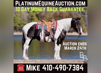 Quarter horse américain, Hongre, 5 Ans, Tobiano-toutes couleurs, in Mountain Grove MO,