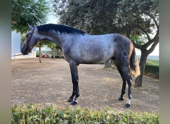 PRE Croisé, Étalon, 4 Ans, 163 cm, Gris, in Sevilla,