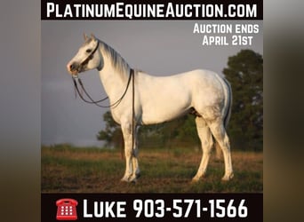 Quarter horse américain, Hongre, 4 Ans, 152 cm, Gris pommelé, in Grapeland TX,
