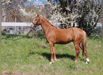 Duitse rijpony Mix, Ruin, 3 Jaar, 140 cm, Vos, in Kir
