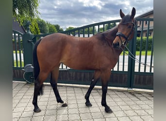 Hannoveraan, Merrie, 5 Jaar, 162 cm, Bruin, in Brest