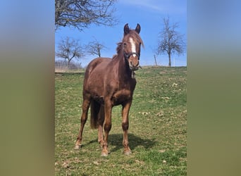 Niemiecki kuc wierzchowy, Wałach, 3 lat, Kasztanowata, in Reichelsheim