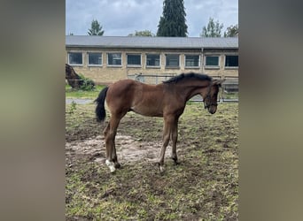 German Sport Horse, Stallion, 1 year, Brown, in Leubsdorf,
