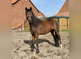 German Riding Pony, Mare, 3 years, 13.3 hh, Brown, in Krüden,