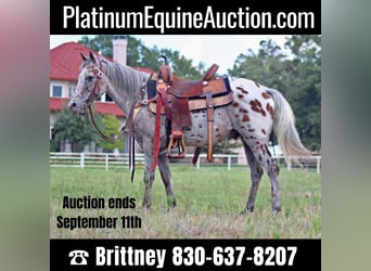 American Quarter Horse, Gelding, 9 years, 12.2 hh, Sorrel, in Pilot Point TX,