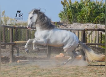 PRE, Stallion, 7 years, 16.3 hh, Gray, in Tabernas Almería,