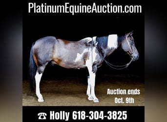 Draft Horse, Gelding, 12 years, 15.2 hh, Black, in Greenville KY,