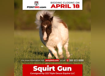 Meer ponys/kleine paarden, Hengst, veulen (01/2024), 64 cm, in Weatherford, TX,