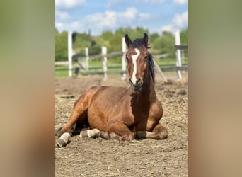 Caballo de Holstein, Semental, 2 años, 168 cm, Castaño, in Świekatowo