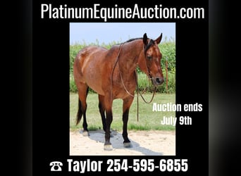 Quarter horse américain, Hongre, 10 Ans, 157 cm, Roan-Bay, in Morgan Mill TX,