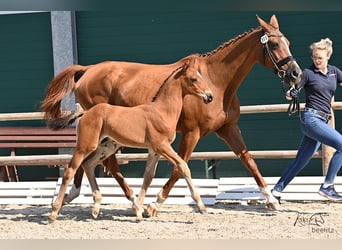 Oldenburger Springpaard, Hengst, veulen (06/2024), 170 cm, Brauner, in Berne,