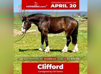 Clydesdale Croisé, Hongre, 6 Ans, 173 cm, Bai cerise, in Gap