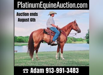 American Quarter Horse, Gelding, 7 years, 14.3 hh, Chestnut, in LaCygne KS,