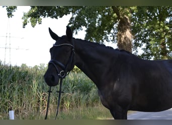 Mare 5 years