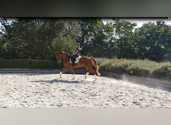 Reitmöglichkeit auf Dressurpferd gesucht