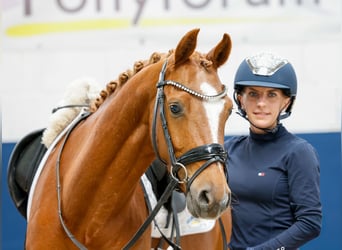 German Riding Pony, Gelding, 4 years, 14.1 hh, Chestnut-Red, in Marsberg