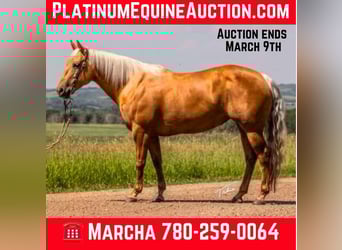 American Quarter Horse, Stute, 10 Jahre, 147 cm, Palomino, in Scottsdale AZ