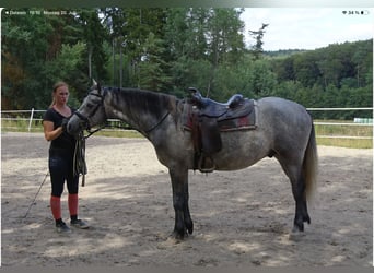 Connemara, Wallach, 4 Jahre, 147 cm, Braunfalbschimmel, in NeuhemsbachNeuhemsbach