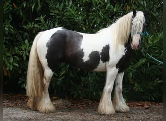 Tinker, Merrie, 9 Jaar, 140 cm, Gevlekt-paard, in Lathen,