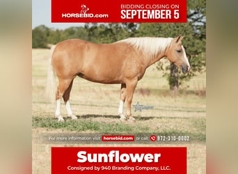 Quarter pony, Jument, 14 Ans, 132 cm, Palomino, in Addison, TX,
