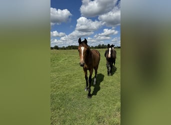 Gelding 1 year