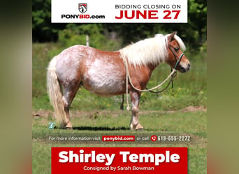 Meer ponys/kleine paarden, Merrie, 9 Jaar, 89 cm, in Carthage, TX,