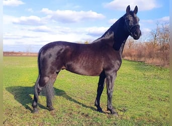 Ungarisches Sportpferd, Wallach, 6 Jahre, 164 cm, Rappe, in Kismarja,