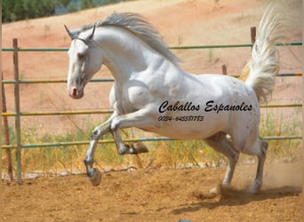 Andalusian, Stallion, 3 years, 16.1 hh, Pinto, in Vejer de la Frontera