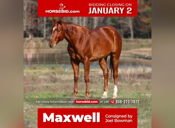 American Quarter Horse, Gelding, 5 years, 15.2 hh, Sorrel, in Carthage, TX,