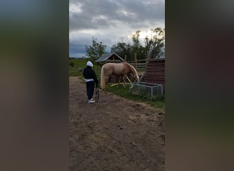 Ich suche eine Reitbeteiligung