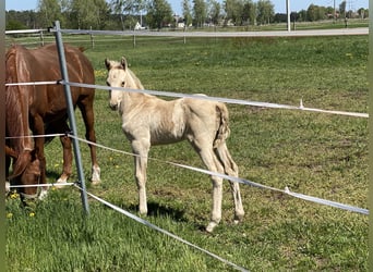 Deutsches Reitpferd, Stute, 1 Jahr, 160 cm, Palomino, in Buchhain