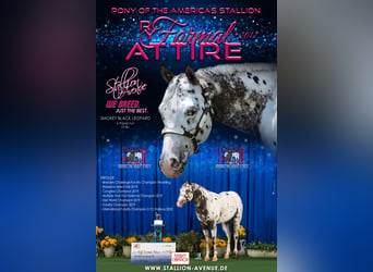 Pony of the Americas, Stallion, Leopard-Piebald, in Waldshut-Tiengen,