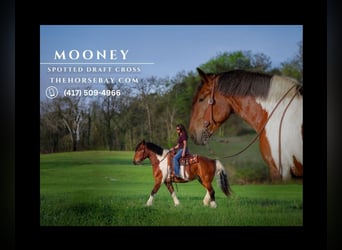Draft Horse Mix, Gelding, 5 years, 16.1 hh, Bay, in Auburn, KY,