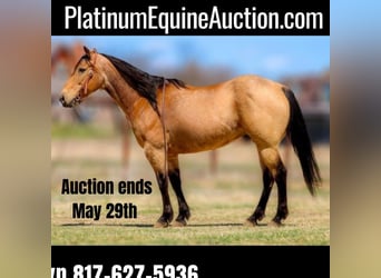 Quarter horse américain, Hongre, 13 Ans, 152 cm, Buckskin, in Bluff Dale, TX,