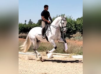 PRE Mix, Wallach, 6 Jahre, 170 cm, Apfelschimmel, in Martfeld