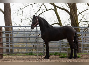 Friesian horses, Stallion, 2 years, Black, in Schöllnach,