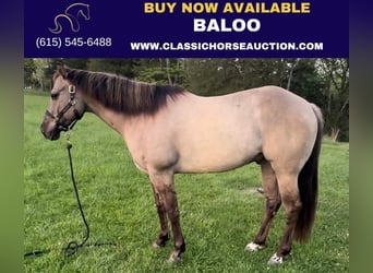American Quarter Horse, Wallach, 8 Jahre, 152 cm, Grullo, in New Haven KY,