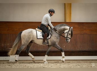 Lusitanos, Hengst, 4 Jahre, 162 cm, Schimmel, in Coruche