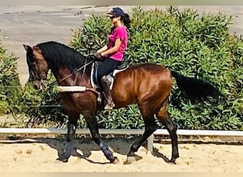 PRE Mix, Stallion, 13 years, 16 hh, Bay, in 41001,