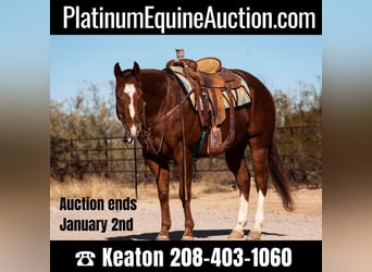 American Quarter Horse, Ruin, 5 Jaar, 152 cm, Donkere-vos, in Wickenburg AZ,