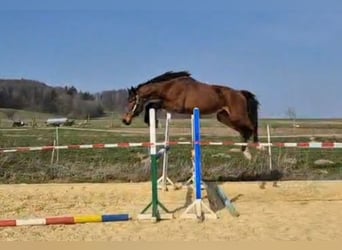 Gelding 3 years