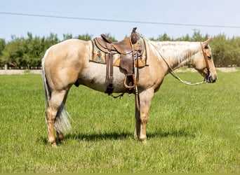 Quarter horse américain, Hongre, 8 Ans, Palomino, in Waterford, CA,