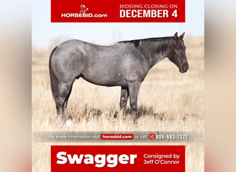 American Quarter Horse, Wallach, 6 Jahre, 155 cm, Roan-Blue, in Umbarger, TX,