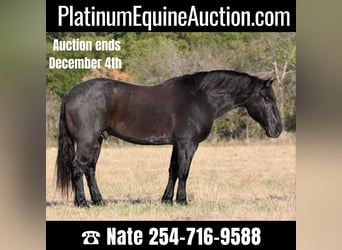 American Quarter Horse, Wallach, 8 Jahre, 160 cm, Roan-Blue, in Waco TX,