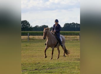 Mangalarga Marchador, Stute, 11 Jahre, 146 cm, Roan-Red, in Spjald