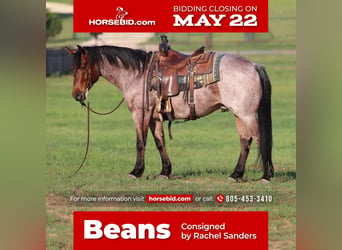 American Quarter Horse, Wallach, 6 Jahre, Roan-Bay, in Joshua, TX,
