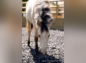 Lusitanien Croisé, Jument, 2 Ans, 155 cm, Isabelle, in Générac